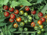 Cherry Tomatoes, 'super Sweet 100' Variety, Green, Ripe, and Ripening Photographie par Wally Eberhart