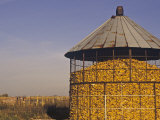 Filled Corn Crib, Zea Mays Fotografisk trykk av Gay Bumgarner