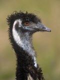 Emu, Dromaius Novaehollandiae, Australia Photographic Print by Adam Jones