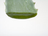 Close Up of Aloe Vera Plant Photographic Print