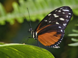 Golden Helicon Butterfly, Heliconius Hecale Photographic Print by Adam Jones