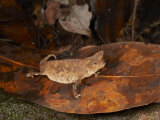 Brookesia Chameleon (Brookesia) in Leaf Litter, Manombo Special Reserve, Madagascar Photographic Print by Christopher Crowley
