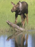 Moose Calf Near a Tundra Pond (Alces Alces), Denali National Park, Alaska, USA Photographic Print by Tom Walker