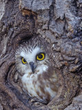 Northern Saw-Whet Owl in a Tree Hollow (Aegolius Acadius), North America Fotografie-Druck von Tom Ulrich