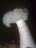 White Plumose Anemone (Metridium Senile), Eastern Pacific Ocean Stampa fotografica di Daniel Gotshall White Plumose Anemone (Metridium Senile), Eastern Pacific Ocean Stampa fotografica di Daniel Gotshall
