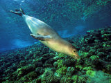 Hawaiian Monk Seal (Monachus Schauinslandi), an Endemic and Endangered Species, Hawaii, USA Photographic Print by David Fleetham