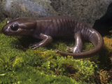 Brown Salamander, Ambystoma Gracile Gracile, California, USA Photographic Print by Gerold & Cynthia Merker