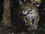 Jaguar Stalking, Panthera Onca, Central America Photographic Print by James Beveridge