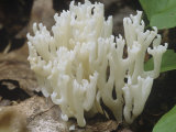 White Coral Mushroom (Ramariopsis Kunzei), North America Photographic Print by Ross Frid