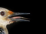 Red-Bellied Woodpecker Bill and Tongue, Melanerpes Carolinus, Eastern USA Fotografisk trykk av Bill Beatty
