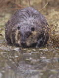 A Beaver on the Shoreline (Castor Canadensis), North America Photographie par Steve Maslowski