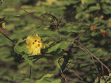 Galapagos or Darwin's Cotton (Gossypium Darwinii), Galapagos Islands, South America Photographic Print by Rob & Ann Simpson