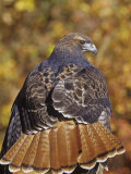 Red-Tailed Hawk, Buteo Jamaicensis, Perched While Hunting and Showing its Red Tail Feathers Fotografie-Druck von Jack Michanowski