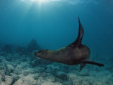 South African Fur Seal Swimming (Arctocephalus Pusillus Pusillus), South Africa Photographic Print by Reinhard Dirscherl