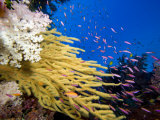 Alconarian and Gorgonian Coral with Schooling Anthias Dominate This Fijian Reef Scene Photographic Print by David Fleetham