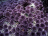 Richard Herrmann - Purple Sea Urchin (Strongylocentrotus Purpuratus), Pacific Coast of North America - Fotografik Baskı