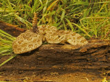Prairie Rattlesnake, Crotalus Viridis Viridis Photographic Print by Jack Michanowski