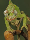 Usambara 3-Horn Chameleon, Chamaeleo Deremensis Photographic Print by Jack Michanowski