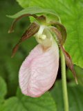 Lady Slipper Flower (Cypripedium Acaule), a Native Orchid, USA Photographic Print by Robert Servrancky