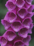 Foxglove Flowers, Digitalis Purpurea, North America Photographie par Doug Sokell