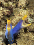 Pair of Blue Ribbon Eels., Rhinomuraena Quaesita, Indonesia Fotografisk tryk af David Fleetham Pair of Blue Ribbon Eels., Rhinomuraena Quaesita, Indonesia Fotografisk tryk af David Fleetham