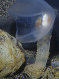 Predatory Tunicate (Megalodicopia Hians), Monterey Bay, California, USA Photographic Print by Ken Lucas