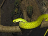 Green Mamba Photographic Print by Reinhard Dirscherl