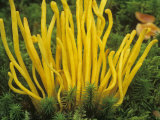 Yellow Coral Mushroom, Clavulina, Growing on the Forest Floor Among Mosses, Eastern USA Photographic Print by Gary Meszaros