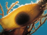 Egg of a Cat Shark (Scyliorhinus), Croatia, Istria, Mediterranean Sea Photographie par Reinhard Dirscherl