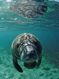 West Indian Manatee, Calf, Trichechus Manatus Latirostris, Usa, Florida, Fl, Crystal River Fotografisk tryk af Reinhard Dirscherl