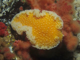 Daniel Gotshall - Tochni Nudibranch, Tochuina Tetraquetra, Pacific Northwest of North America, Pacific Ocean - Fotografik Baskı Daniel Gotshall - Tochni Nudibranch, Tochuina Tetraquetra, Pacific Northwest of North America, Pacific Ocean - Fotografik Baskı