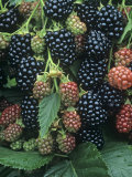 Ripe and Ripening Blackberries Thorn Free Variety, Rubus, North America Photographic Print by David Cavagnaro