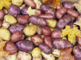 Heirloom Potato Varieties Lámina fotográfica por David Cavagnaro Heirloom Potato Varieties Lámina fotográfica por David Cavagnaro