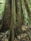 Buttress Roots on a Tropical Rainforest Tree, Peru, South America Photographie par Greg Neise