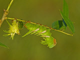 Moth Caterpillar on an Eaten Leaf (Adeloneivaia Jason), Fifth Instar. Ecuador Photographic Print by Leroy Simon