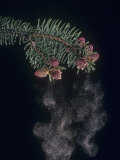 Female Norway Spruce Male Cones Releasing Pollen, Picea Abies Photographic Print by Jerome Wexler