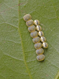 Saturnid Moth Eggs or Ova (Copaxa Decreasens). Ecuador Photographic Print by Leroy Simon