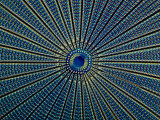 Close Up of a Marine Diatom Skeleton (Arachnodiscus) Photographie par Michael Abbey