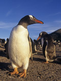 Gentoo Penguin, Pygoscelis Papua, Falkland Islands Photographic Print by Joe McDonald