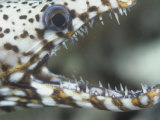 David Fleetham - Close-Up of a Dragon Moray Eel Head and Teeth., Muraena Pardalis, Hawaii, USA - Fotografik Baskı