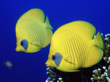 Masked Butterflyfish Egypt, Africa, Red Sea Photographie par Reinhard Dirscherl