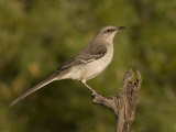 Northern Mockingbird (Mimus Polyglottos) on a Snag, North America Photographic Print by Charles Melton