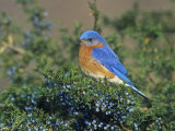 Male Eastern Bluebird (Sialia Sialis) on Juniper, North America. Missouri State Bird Lámina fotográfica por Steve Maslowski Male Eastern Bluebird (Sialia Sialis) on Juniper, North America. Missouri State Bird Lámina fotográfica por Steve Maslowski
