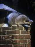 Raccoon (Procyon Lotor) Exploring a Chimney on a House, North America Photographic Print by Steve Maslowski