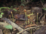 Seedlings and Decaying Leaves on the Floor of a Tropical Rainforest, Malaysia, Southeast Asia Photographic Print by George Loun