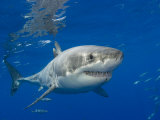 Great White Shark (Carcharodon Carcharias), Guadalupe Island, Mexico Photographic Print by David Fleetham