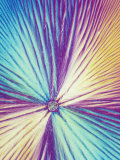 Vitamin C or Ascorbic Acid Crystals. Polarized Fotografisk tryk af Gladden Willis
