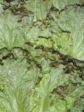 Lettuce Variety Red Leaf Photographic Print by Ken Lucas