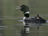 Common Loon (Gavia Immer)Calling with a Chick Riding on its Back Kamloops, British Columbia, Canada Photographic Print by Arthur Morris