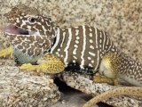 An Adult Baja Collared Lizard, Crotaphytus, in Breeding Coloration Photographic Print by Gerold Merker